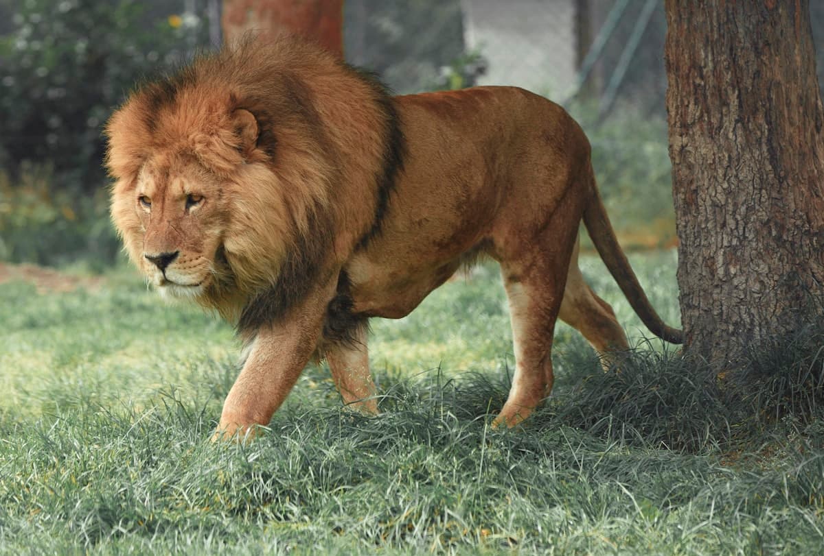 A majestic lion walking through the wild African savanna — one of the iconic Big Five