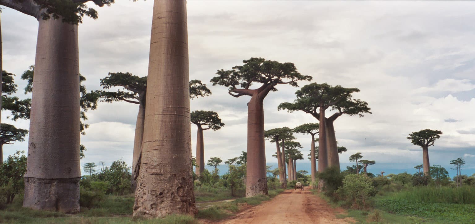 Madagascar — top attraction