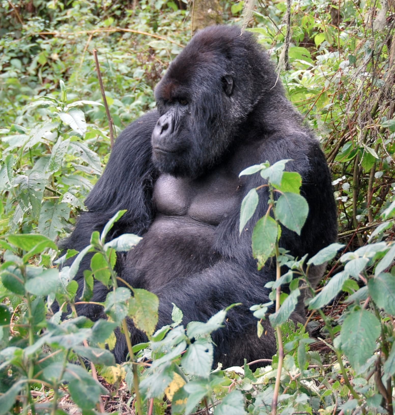Rwanda — top attraction